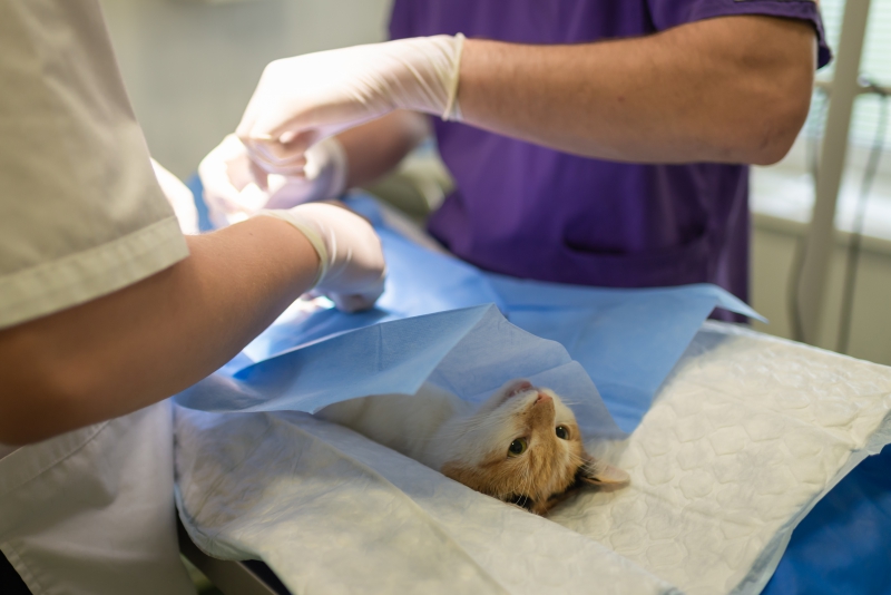 veterinaire-LES MUJOULS-min_health-4385852